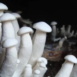Oyster Mushroom Spawn