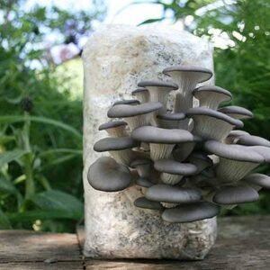 Dried Oyster Mushrooms