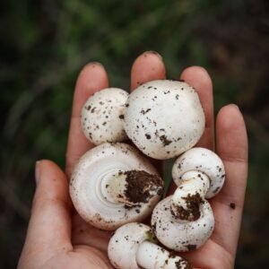 Fresh Milky Mushrooms