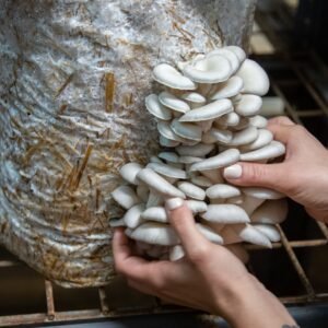 Fresh Oyster Mushrooms