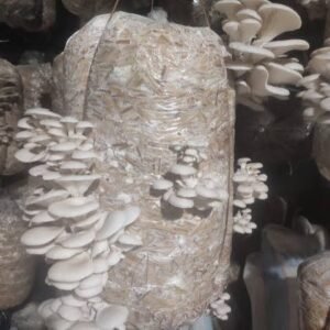 Mushroom Grow Bags